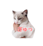 ラグドールねこのスタンプ（個別スタンプ：16）