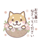★敬語★柴犬しばちゃん（個別スタンプ：30）