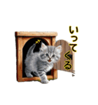毎日のふわふわ子猫【日常・かわいい】（個別スタンプ：3）