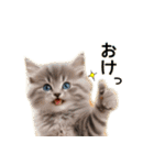 毎日のふわふわ子猫【日常・かわいい】（個別スタンプ：7）