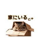 毎日のふわふわ子猫【日常・かわいい】（個別スタンプ：8）