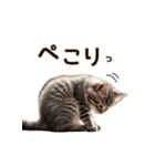 毎日のふわふわ子猫【日常・かわいい】（個別スタンプ：9）