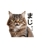 毎日のふわふわ子猫【日常・かわいい】（個別スタンプ：11）