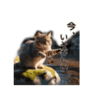 毎日のふわふわ子猫【日常・かわいい】（個別スタンプ：12）