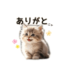 毎日のふわふわ子猫【日常・かわいい】（個別スタンプ：19）