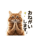 毎日のふわふわ子猫【日常・かわいい】（個別スタンプ：21）