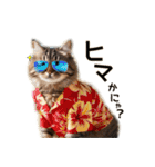毎日のふわふわ子猫【日常・かわいい】（個別スタンプ：22）