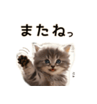毎日のふわふわ子猫【日常・かわいい】（個別スタンプ：30）