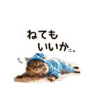 毎日のふわふわ子猫【日常・かわいい】（個別スタンプ：31）