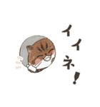 動く！エキゾチックショートヘア（個別スタンプ：8）