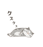 動く！エキゾチックショートヘア（個別スタンプ：17）