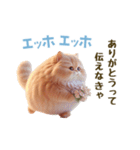 エッホエッホ 毎日使える！まん丸猫（個別スタンプ：6）