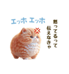 エッホエッホ 毎日使える！まん丸猫（個別スタンプ：17）