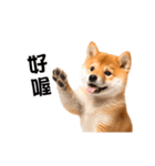 動く！リアル豆柴の日常（繁体字）（個別スタンプ：1）