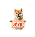 動く！リアル豆柴の日常（繁体字）（個別スタンプ：3）