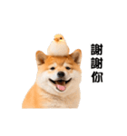 動く！リアル豆柴の日常（繁体字）（個別スタンプ：5）