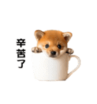 動く！リアル豆柴の日常（繁体字）（個別スタンプ：6）