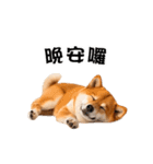 動く！リアル豆柴の日常（繁体字）（個別スタンプ：8）