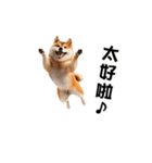 動く！リアル豆柴の日常（繁体字）（個別スタンプ：10）