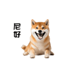 動く！リアル豆柴の日常（繁体字）（個別スタンプ：11）