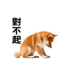 動く！リアル豆柴の日常（繁体字）（個別スタンプ：12）