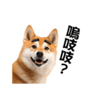 動く！リアル豆柴の日常（繁体字）（個別スタンプ：13）