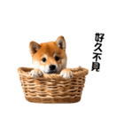 動く！リアル豆柴の日常（繁体字）（個別スタンプ：14）