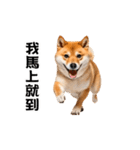 動く！リアル豆柴の日常（繁体字）（個別スタンプ：16）