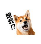 動く！リアル豆柴の日常（繁体字）（個別スタンプ：17）