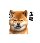 動く！リアル豆柴の日常（繁体字）（個別スタンプ：19）