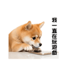 動く！リアル豆柴の日常（繁体字）（個別スタンプ：23）