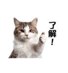 動く！リアル猫の日常（繁体字）（個別スタンプ：1）
