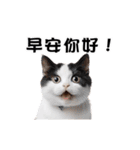 動く！リアル猫の日常（繁体字）（個別スタンプ：2）