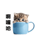動く！リアル猫の日常（繁体字）（個別スタンプ：4）