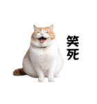 動く！リアル猫の日常（繁体字）（個別スタンプ：5）