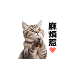 動く！リアル猫の日常（繁体字）（個別スタンプ：7）