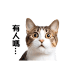 動く！リアル猫の日常（繁体字）（個別スタンプ：8）