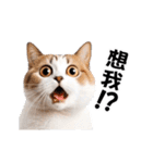 動く！リアル猫の日常（繁体字）（個別スタンプ：9）