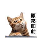 動く！リアル猫の日常（繁体字）（個別スタンプ：10）