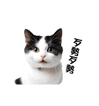 動く！リアル猫の日常（繁体字）（個別スタンプ：11）