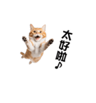 動く！リアル猫の日常（繁体字）（個別スタンプ：12）