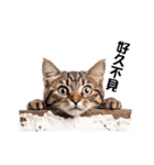 動く！リアル猫の日常（繁体字）（個別スタンプ：13）