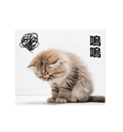 動く！リアル猫の日常（繁体字）（個別スタンプ：16）