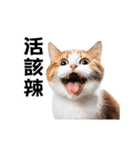 動く！リアル猫の日常（繁体字）（個別スタンプ：19）