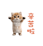 踊る！ダンス猫（繁体字）（個別スタンプ：1）