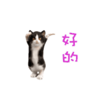 踊る！ダンス猫（繁体字）（個別スタンプ：2）