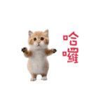 踊る！ダンス猫（繁体字）（個別スタンプ：6）