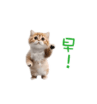 踊る！ダンス猫（繁体字）（個別スタンプ：7）