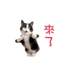 踊る！ダンス猫（繁体字）（個別スタンプ：9）
