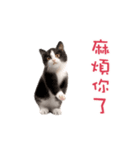 踊る！ダンス猫（繁体字）（個別スタンプ：14）
